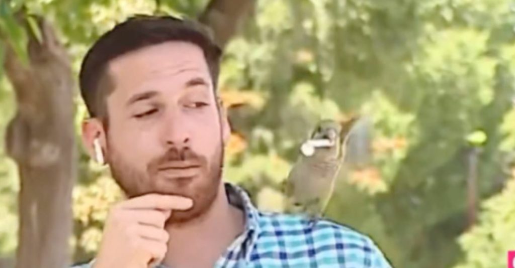 Jornalista de TV em direto até que papagaio pousa-lhe no ombro e rouba o auricular!